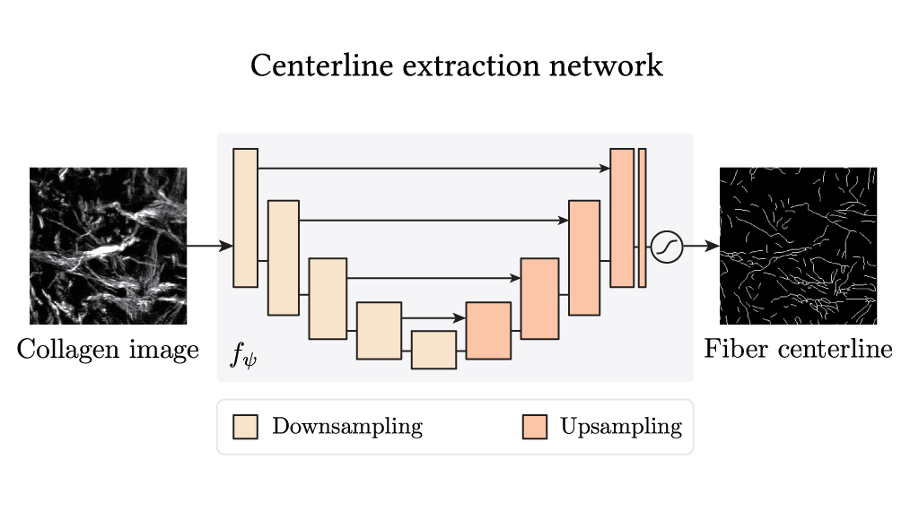 Collagen Fiber Extraction and Analysis