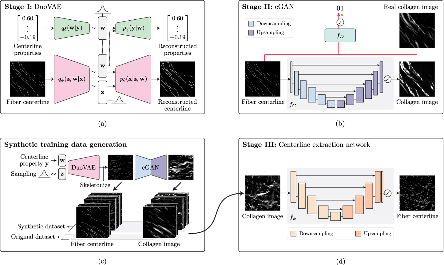 Collagen Fiber Centerline Tracking