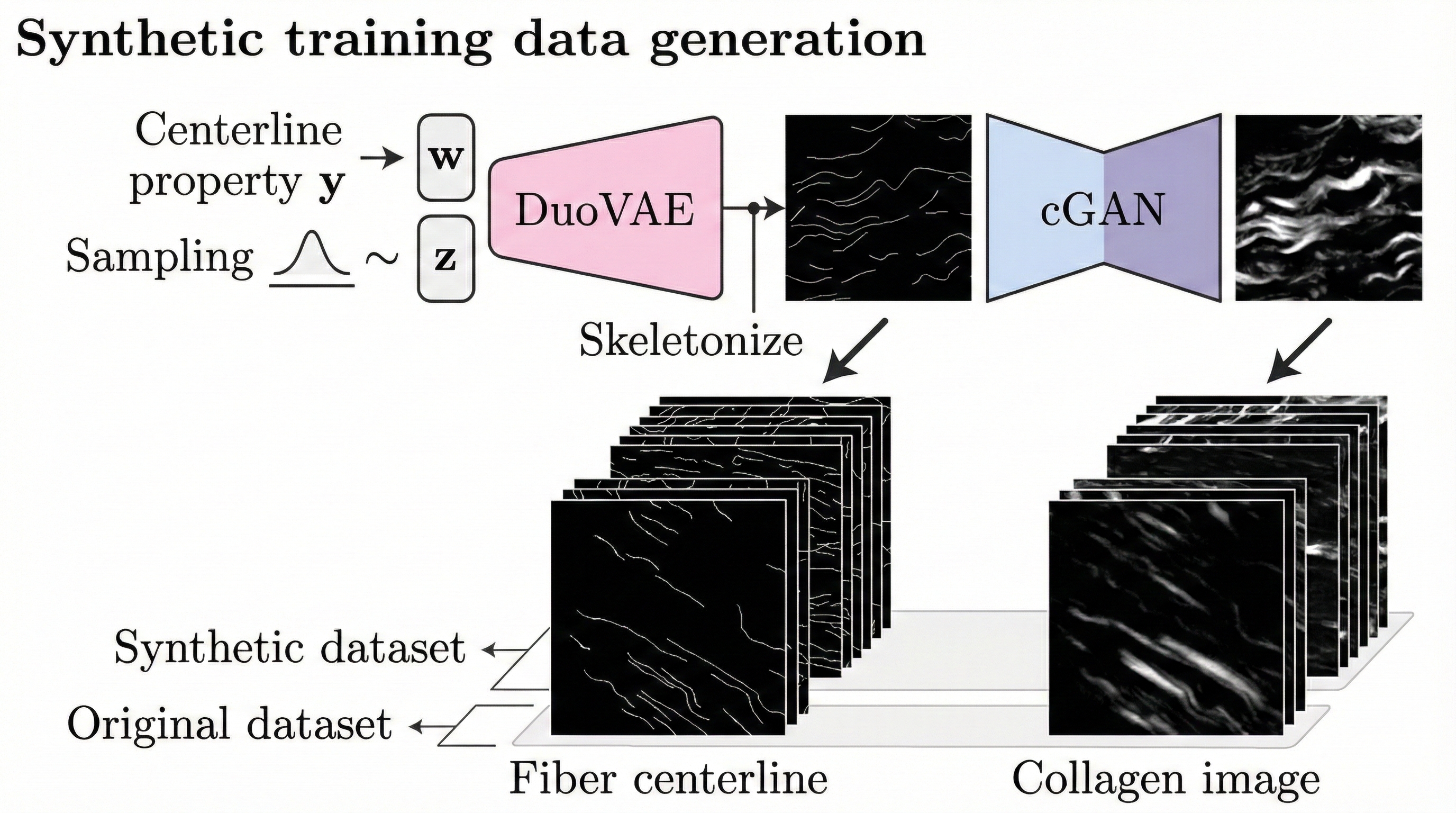 Collagen Fiber Centerline Extraction